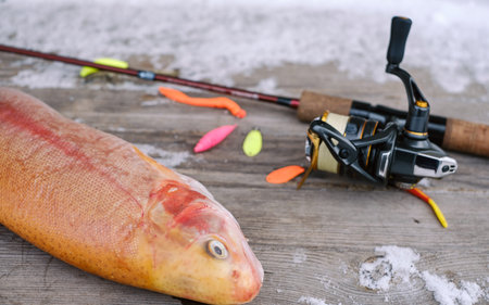caught amber trout lies on a snow-covered old wooden table against the background of a spinning rod...