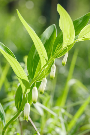 white buds of the kupena flower close-up on a blurred backgroundの写真素材