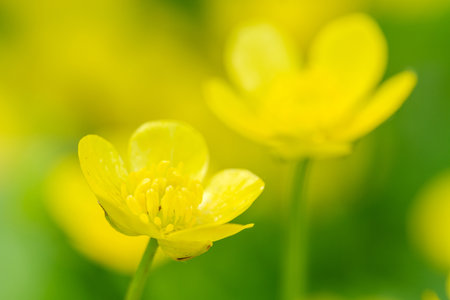 Blooming yellow ranunculus flowers close up on blurred green backgroundの写真素材