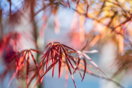 beautiful narrow red leaves of Japanese maple on a blurred background of branches and sky