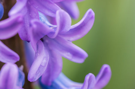 purple blooming hyacinth flower closeup on blurred backgroundの写真素材