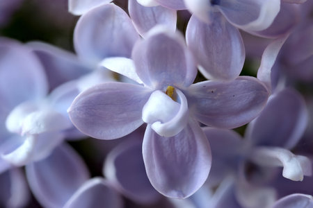 beautiful blooming lilac flowers in spring closeupの写真素材