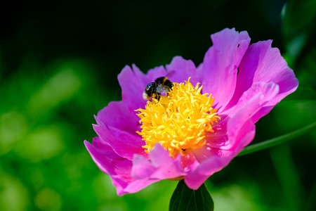 blooming peony flower closeup on a green blurred background with bokeh and a bee collecting nectarの写真素材