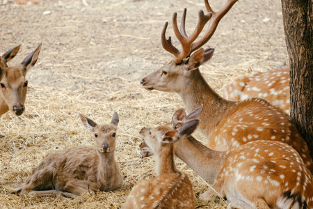 beautiful spotted deer lying on dry grass close upの写真素材