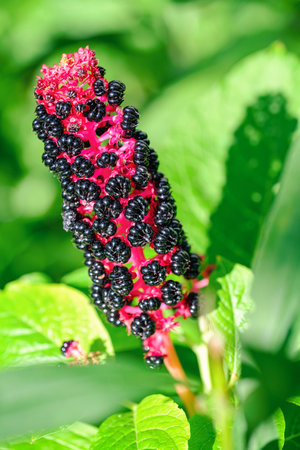 beautiful blooming flower pokeweed americana with green leaves on blurred backgroundの写真素材