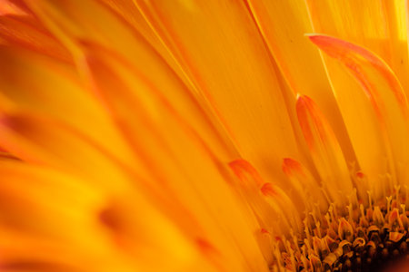 beautiful petals of yellow blooming gerbera flower close upの写真素材