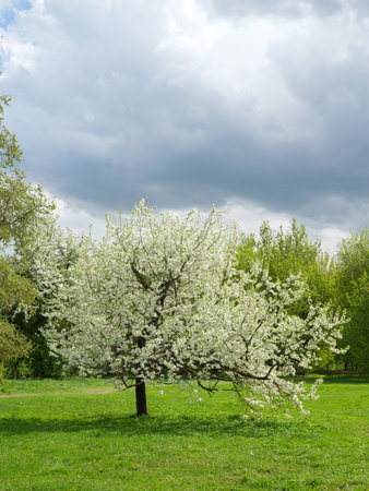 blossoming cherry tree on green meadow against cloudy sky with cloudsの写真素材