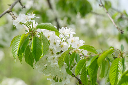 beautiful blooming flowers on cherry tree branch close up on blurred backgroundの写真素材