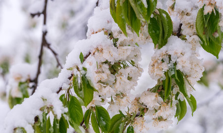 fallen snow lies on the branches of blossoming cherry trees in springの写真素材