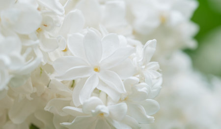 beautiful blooming white lilac flowers close-up on a branchの写真素材