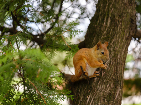 beautiful red squirrel sitting on a tree branch and holding a nut in its paws on a blurred backgroundの写真素材