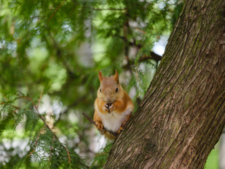beautiful red squirrel sitting on a tree branch and holding a nut in its paws on a blurred backgroundの写真素材