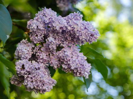 blooming lilac flowers of lilac color close up on a branch on a background with bokehの写真素材