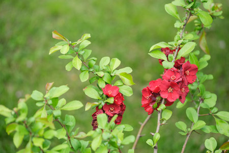 beautiful blooming red flowers of chaenomeles on green background close-upの写真素材
