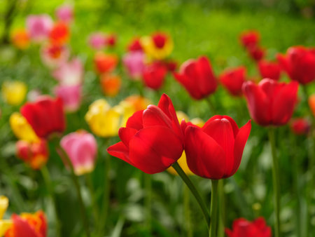beautiful red tulips in the park on a blurred background on a spring dayの写真素材