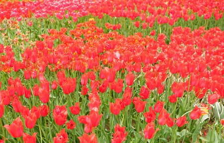 field of beautiful red tulips with green leavesの写真素材
