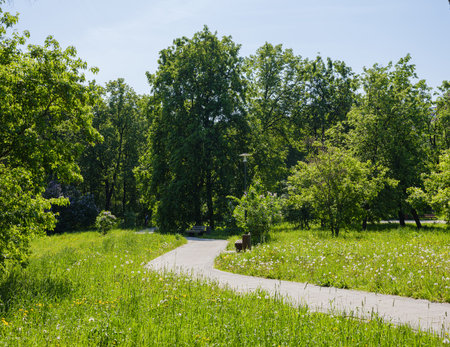 path between trees with green foliage in the park on a sunny summer morningの写真素材