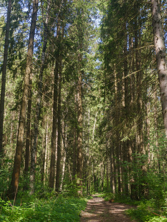 path among trees in a pine forest on a spring morningの写真素材