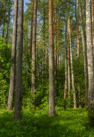 pine trees in the forest on a sunny summer dayの写真素材