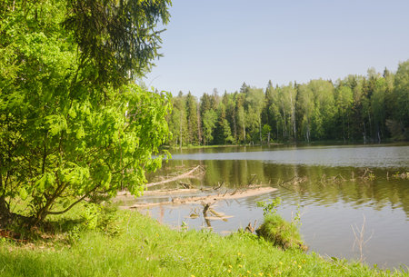 trees on the shore of a lake in the forest on a spring morningの写真素材