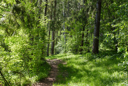 a path among the trees in the forest on a spring morningの写真素材