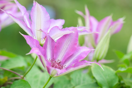 beautiful clematis flower close up on blurred green backgroundの写真素材