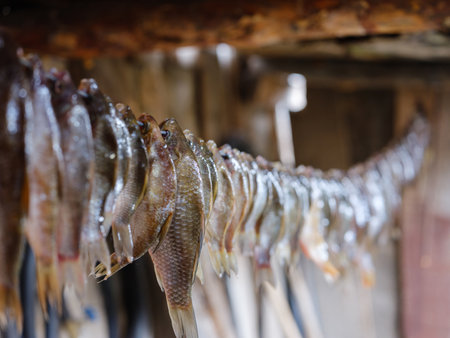 crucian carp and bream are dried hanging on a ropeの写真素材