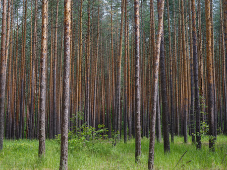 beautiful pine forest on a summer dayの写真素材