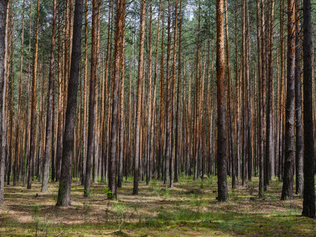 beautiful pine forest on a summer dayの写真素材