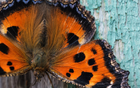 butterfly urticaria close up on old wooden wall