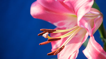 Beautiful blooming pink lily close-up on a blue background