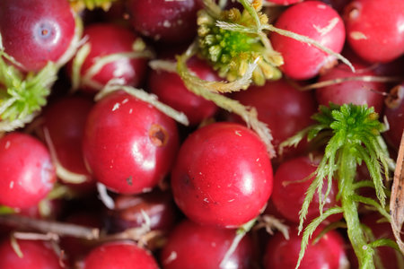 A close-up of ripe red cranberries and green moss