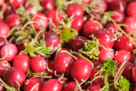 A close-up of ripe red cranberries and green moss