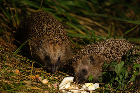 Two hedgehogs eating food in the grass at night, close-upの写真素材