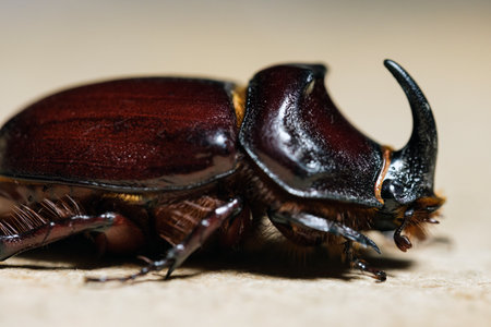 A large rhinoceros beetle close-up from the side