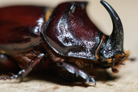 A large rhinoceros beetle close-up from the sideの写真素材