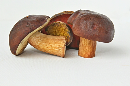 You can see boletes on the white backround.の写真素材