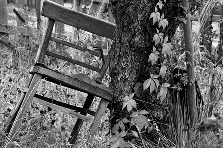 Black and white photos of a Chair that is up against a tree.の写真素材