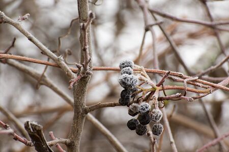 Picture of the detail of frozen berries after the morning frost.の写真素材