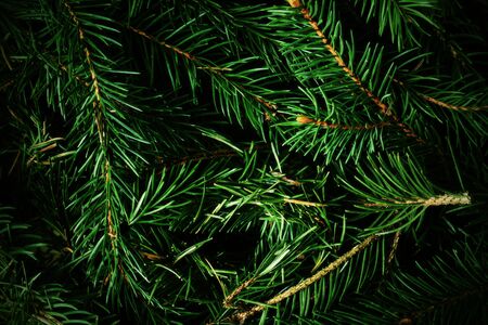 Background with coniferous motive. The texture is spruce branches.の写真素材