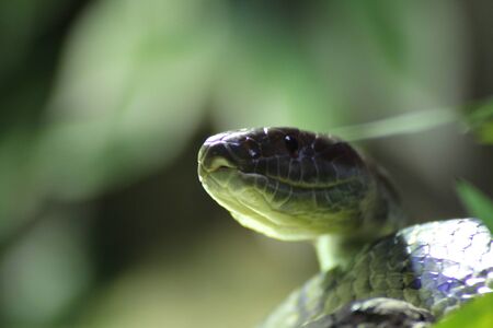 Detail face grass snake. Reptile in green leaf. Danger snake.