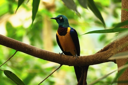 Superb starling in green leaf. Bird on the brunch.の写真素材