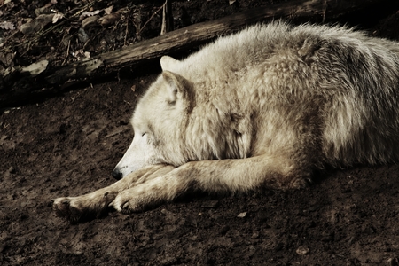Wolf is sleep in nature.  Artic wolf in mud. Predator has got rest.