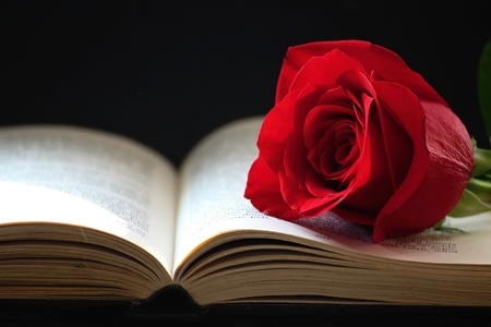 Image red rose on the book with black background.の写真素材