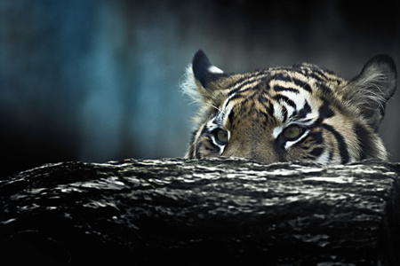 Tiger lie in wait. Feline predator before atack. Sweet wild cat.