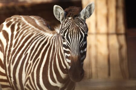 Zebra from horses family. Face curious zebra. animal on the picture.  (disambiguation).の写真素材