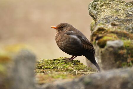 Bird from passerine class. Sparrow on the stone in the spring.(disambiguation)の写真素材