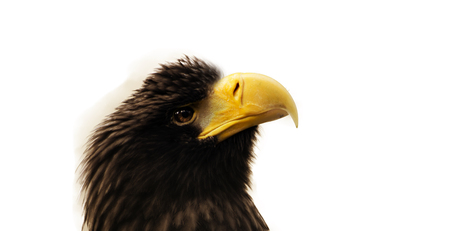 Eastern eagle on the white backround. Portrait of a predator. Eastern imperial eagle.