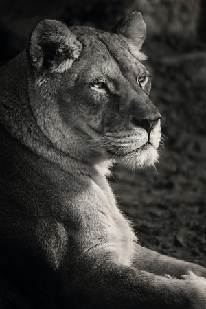 Black and white portrait female lion. Beautiful lioness.の写真素材