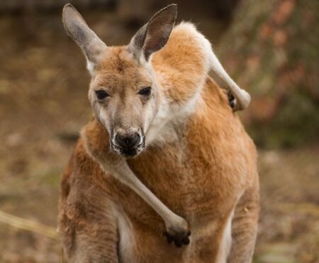 Australian national, typical kangaroo. の写真素材